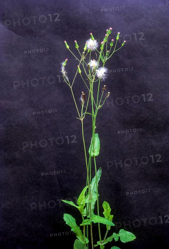 Medicinal plant Hirankhuri
