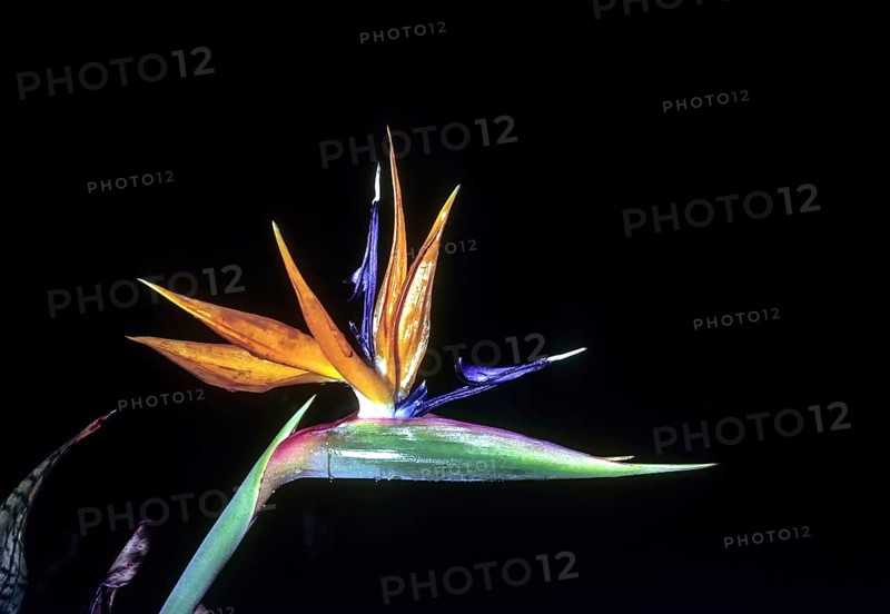Bird of paradise