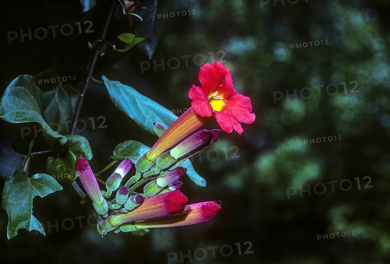 Distictis buccinatoria Bignonia cherere