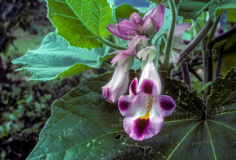 Cat's claw