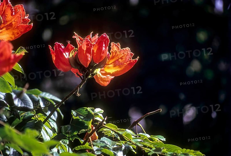 Flowering