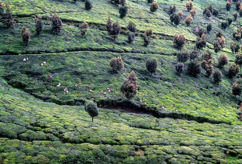 Workers working in tea gardens