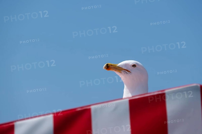 Seagull Portrait