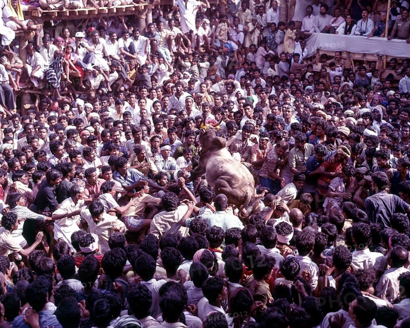 Jallikattu taming