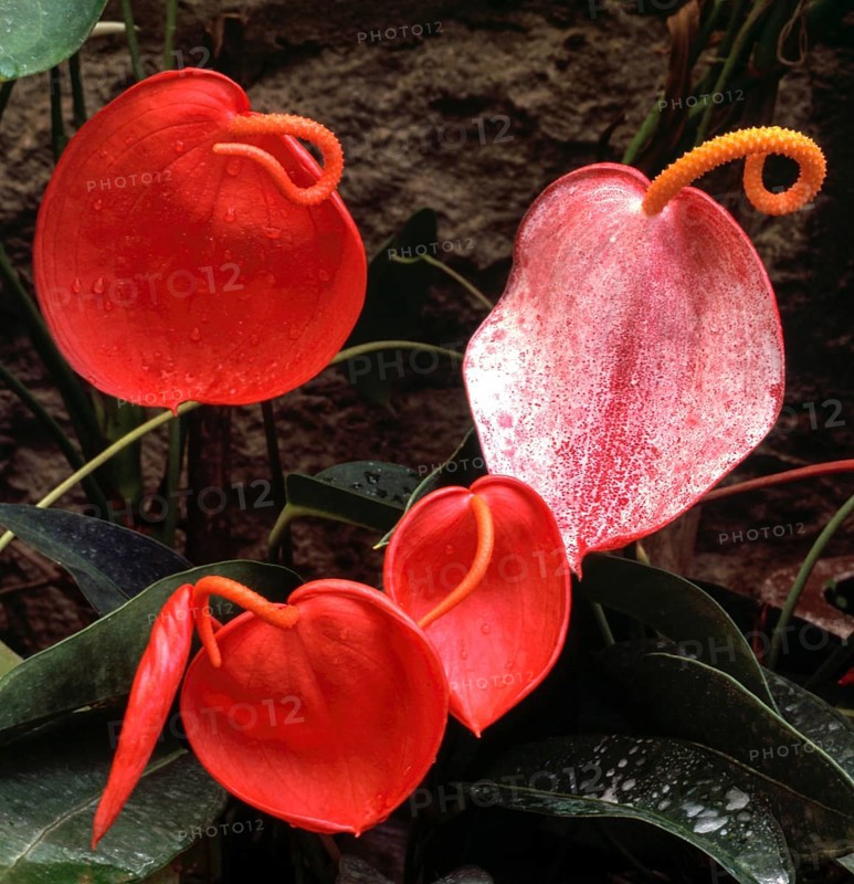 Anthurium sp. tail flowers flamingo flowers and lace leaf flower in Nilgiris