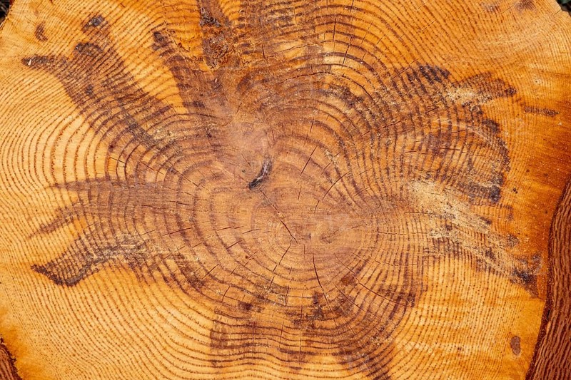 Patterns in section detail from pine tree trunk
