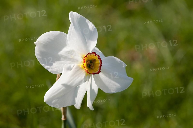 White daffodil