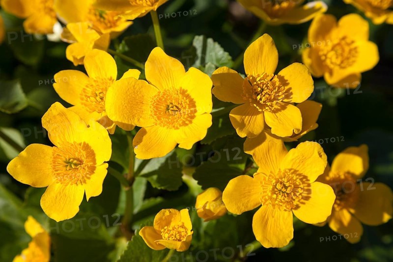 Kingcup or Marsh Marigold
