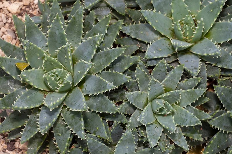 Short-leaved Aloe