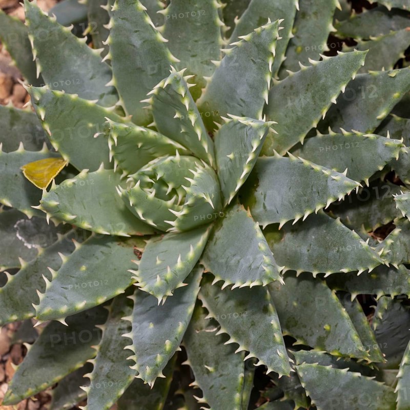 Short-leaved Aloe