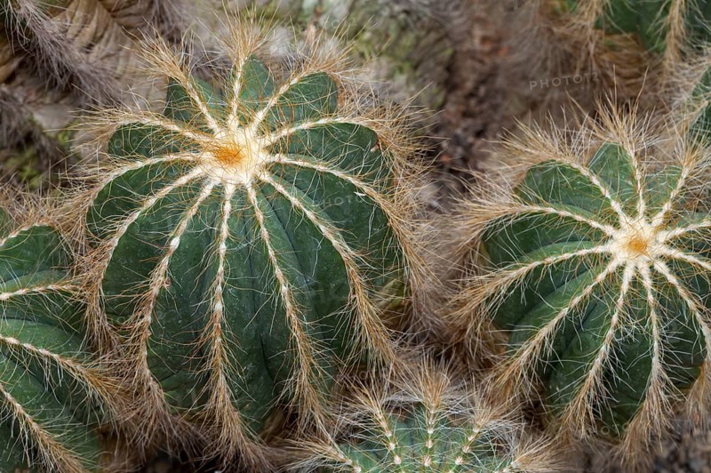 Cactus