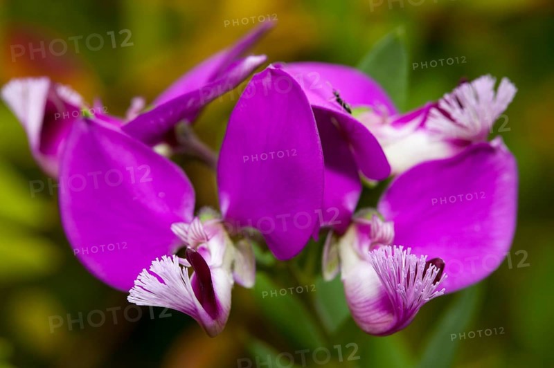 Milkwort