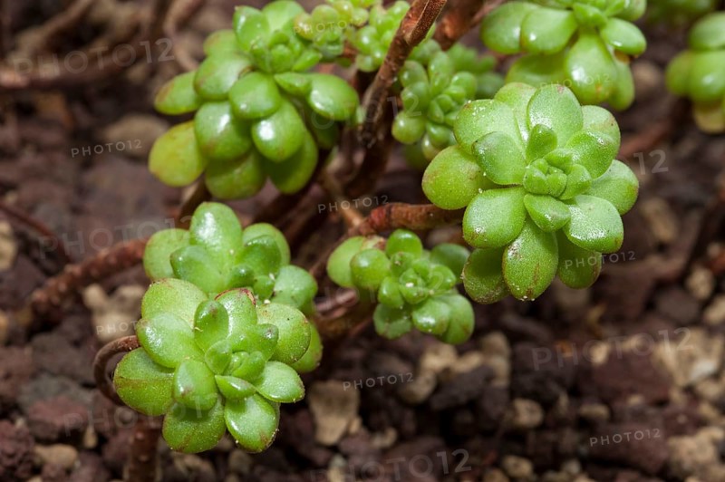 Dwarf Aeonium