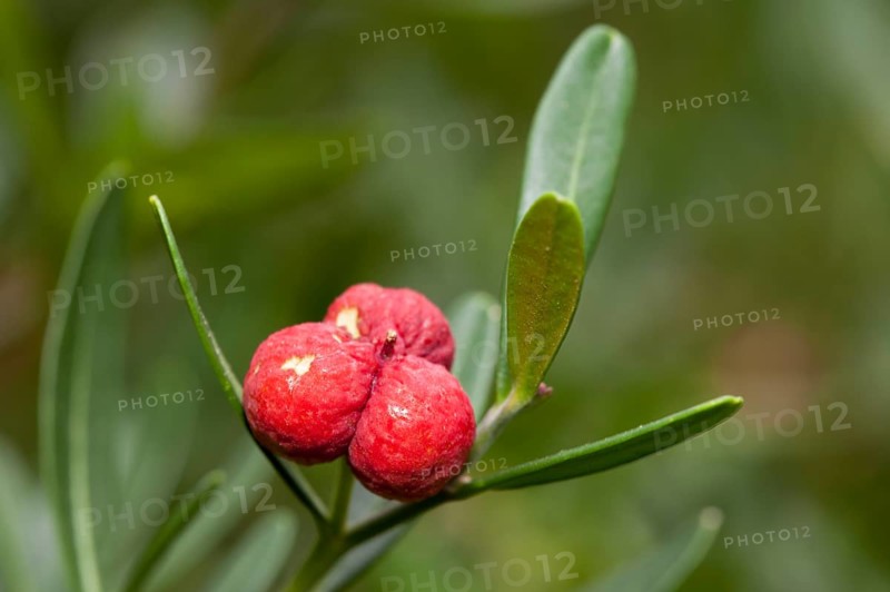 Spurge Olive