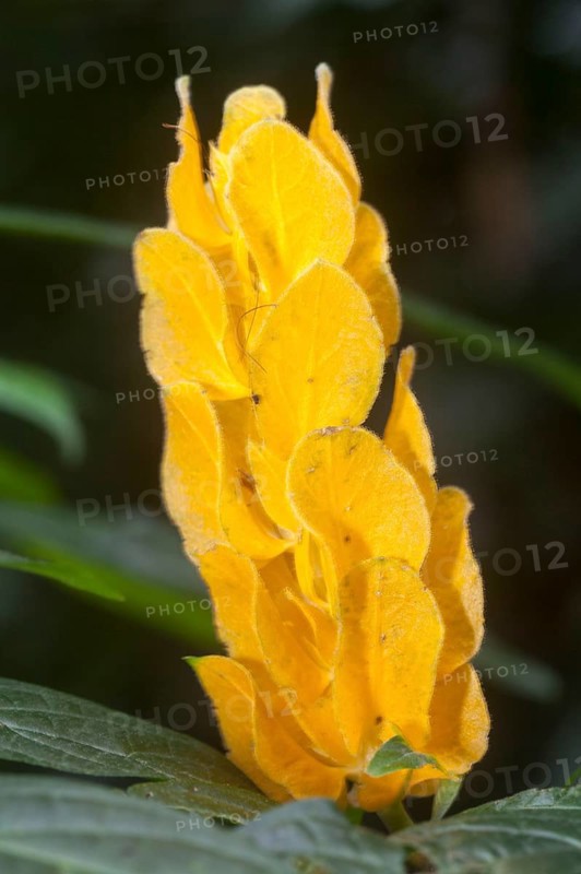 Lollipop Plant