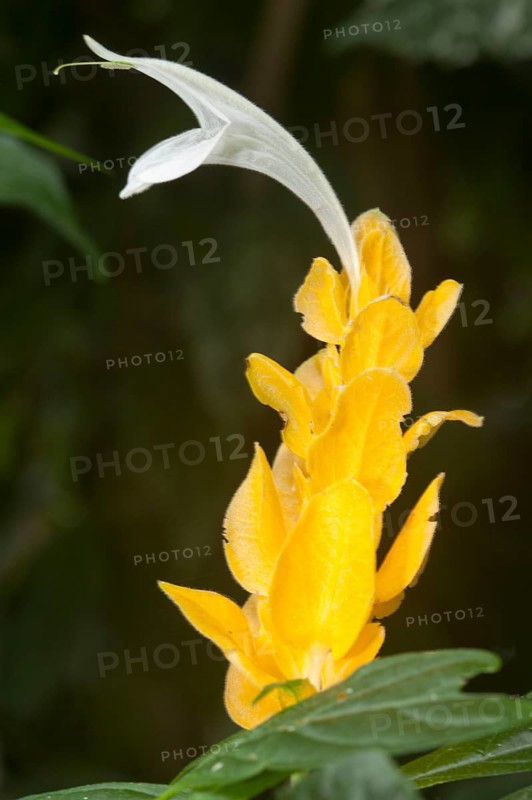 Lollipop Plant