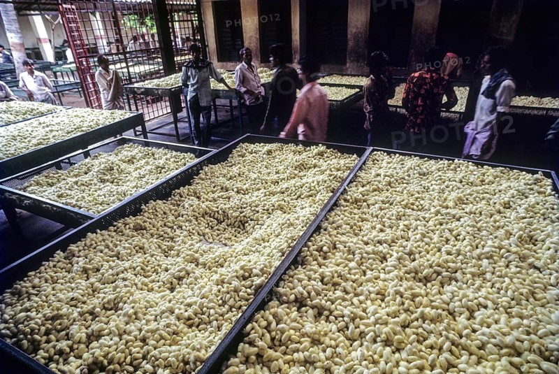 Government Cocoon Market at Ramanagaram