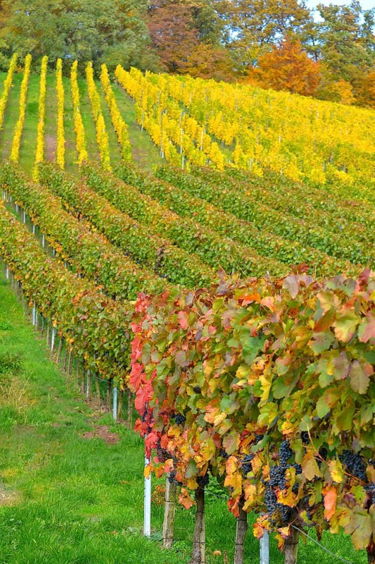 BW. near Sternenfels colourful vineyards in autumn