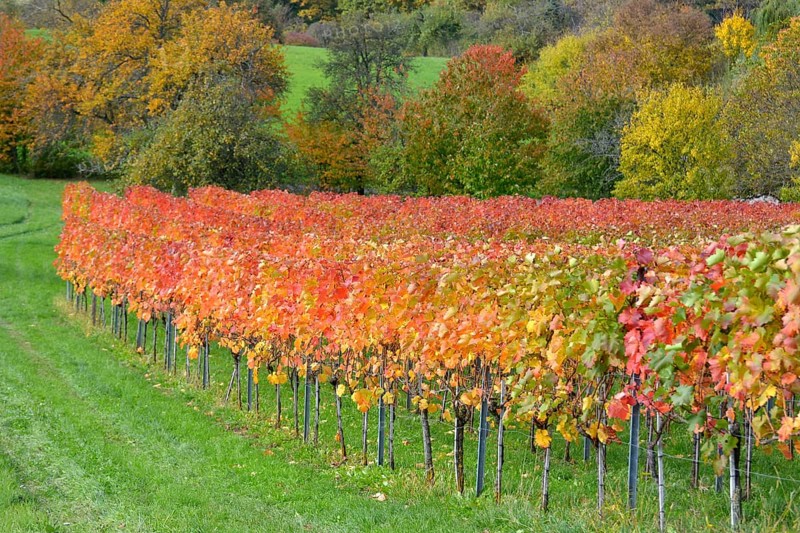 BW. near Sternenfels colourful vineyards in autumn