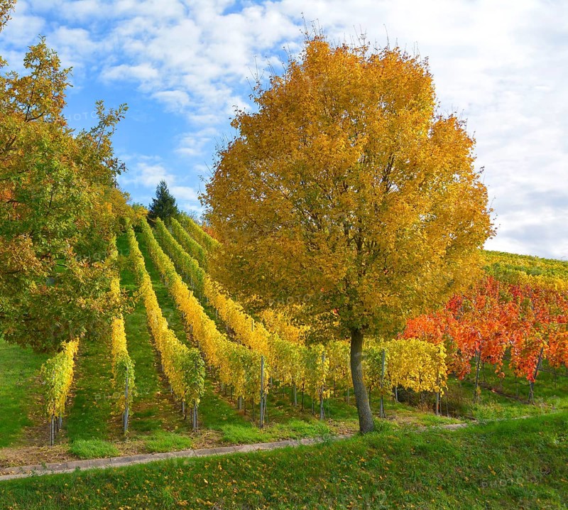 BW. near Sternenfels colourful vineyards in autumn