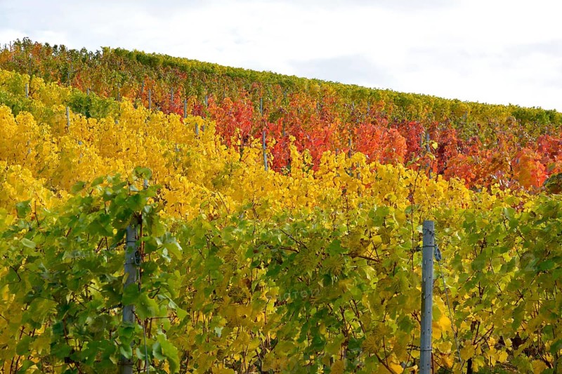 BW. near Sternenfels colourful vineyards in autumn