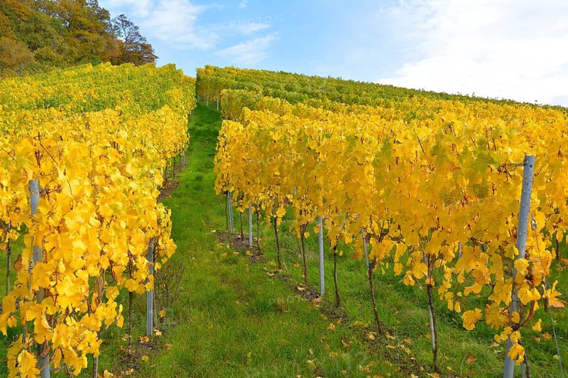 BW. near Sternenfels colourful vineyards in autumn