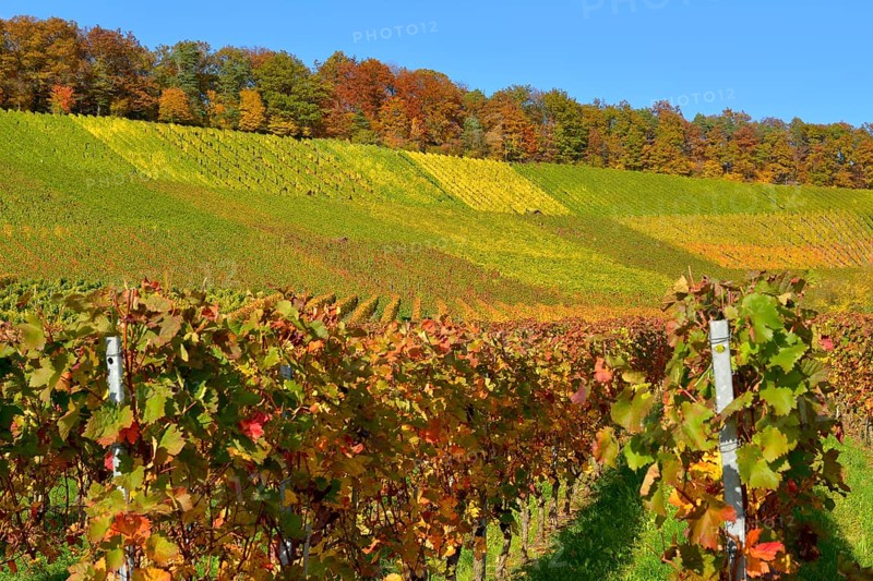 Colourful vineyards in autumn