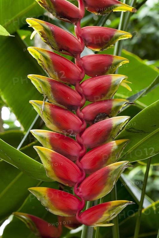 Heliconia