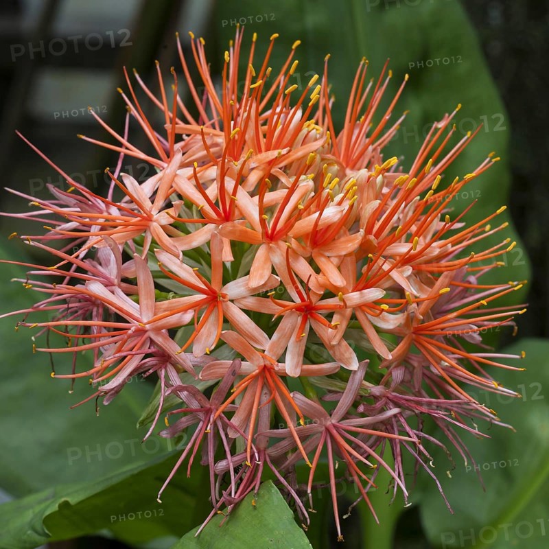 Blood lily