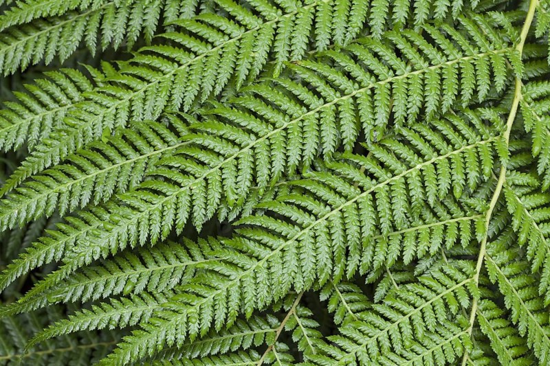 Felty pocket fern