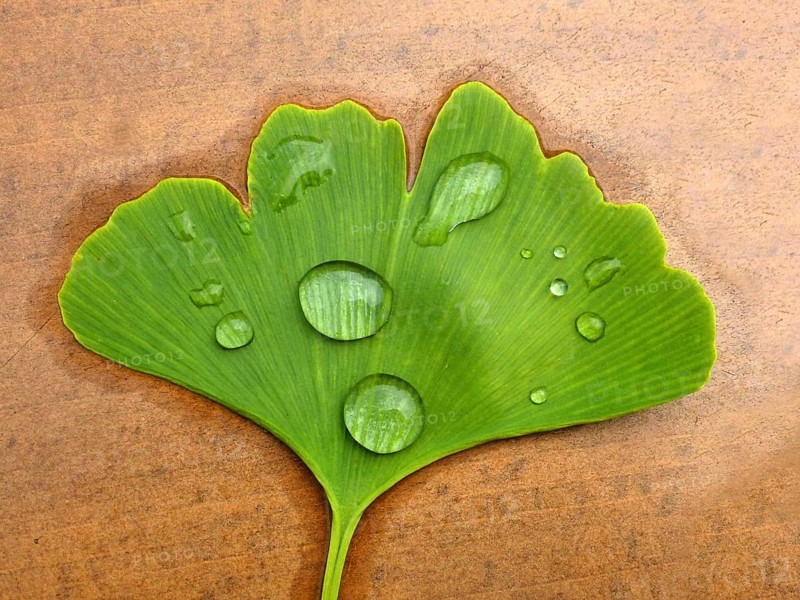Ginkgo