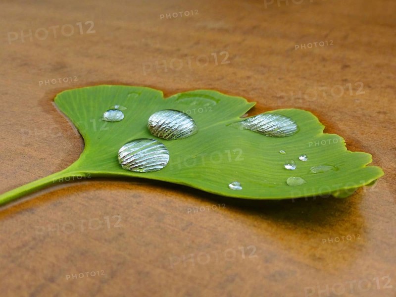 Ginkgo