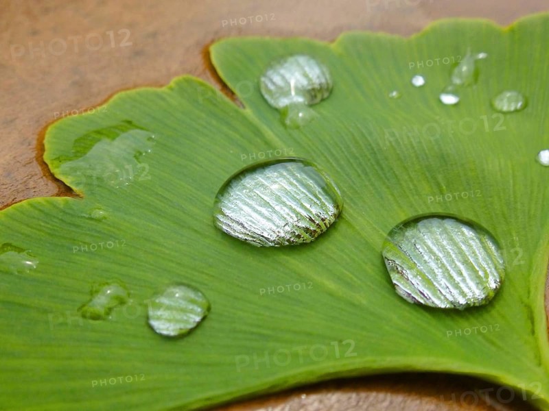 Ginkgo