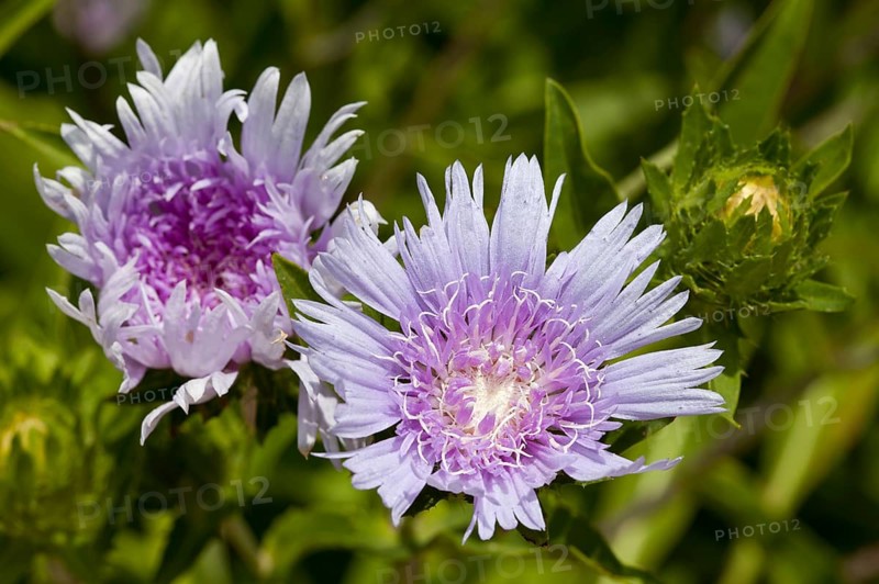 Cornflower Aster