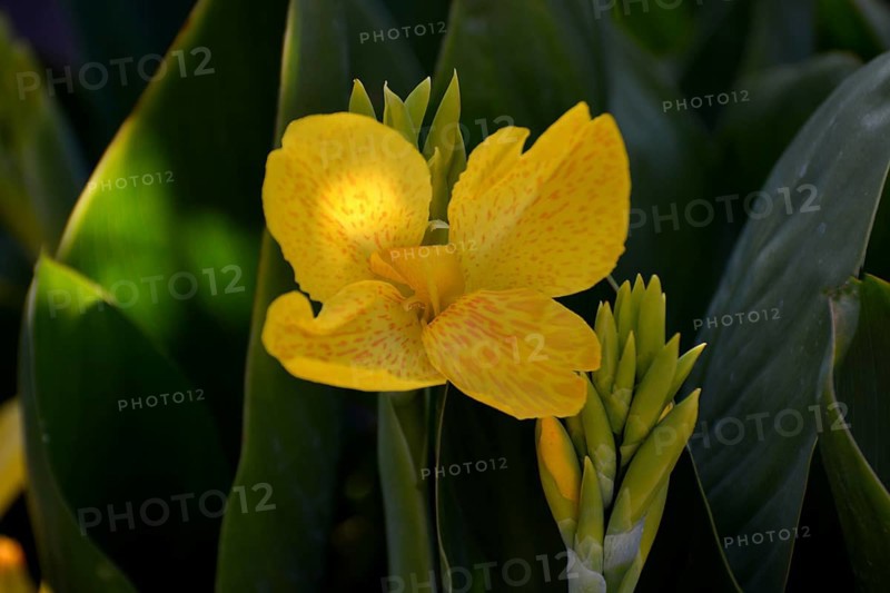 Canna yellow flowering in the garden