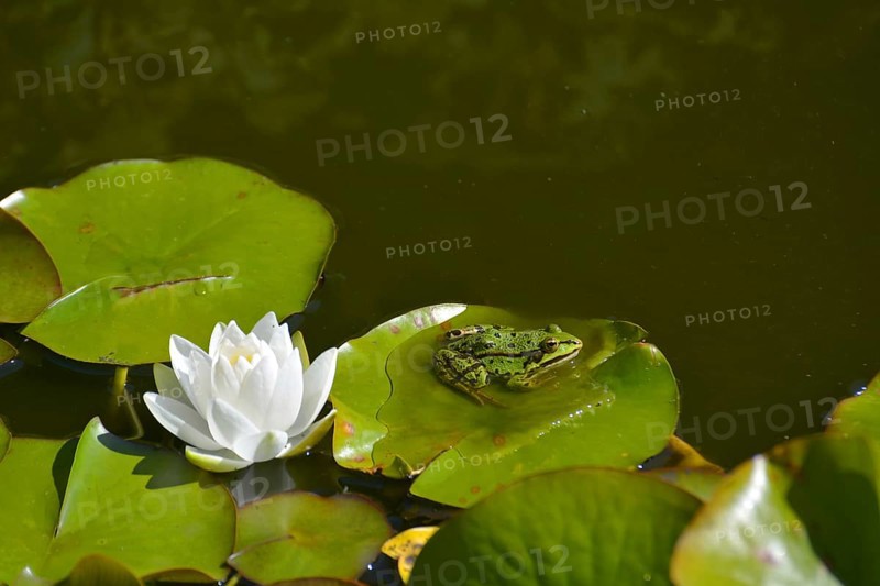 Water frog near white water lily in garden pond