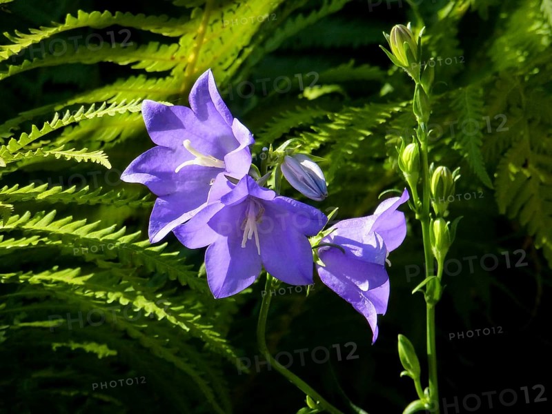 Bluebells
