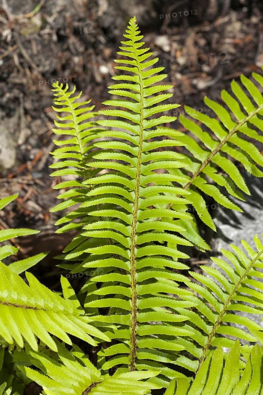 California western swordfern