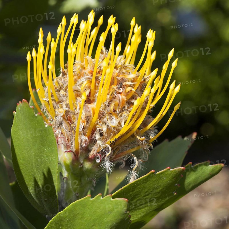 Tree tree pincushion