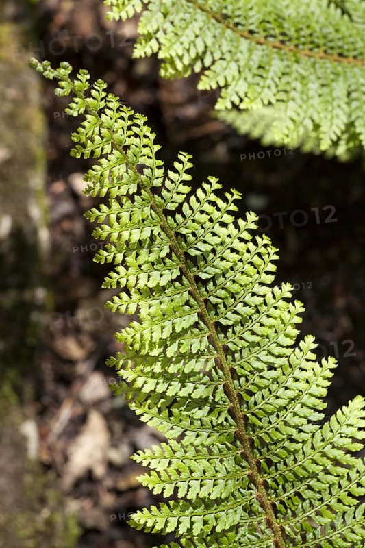 Soft soft shield fern