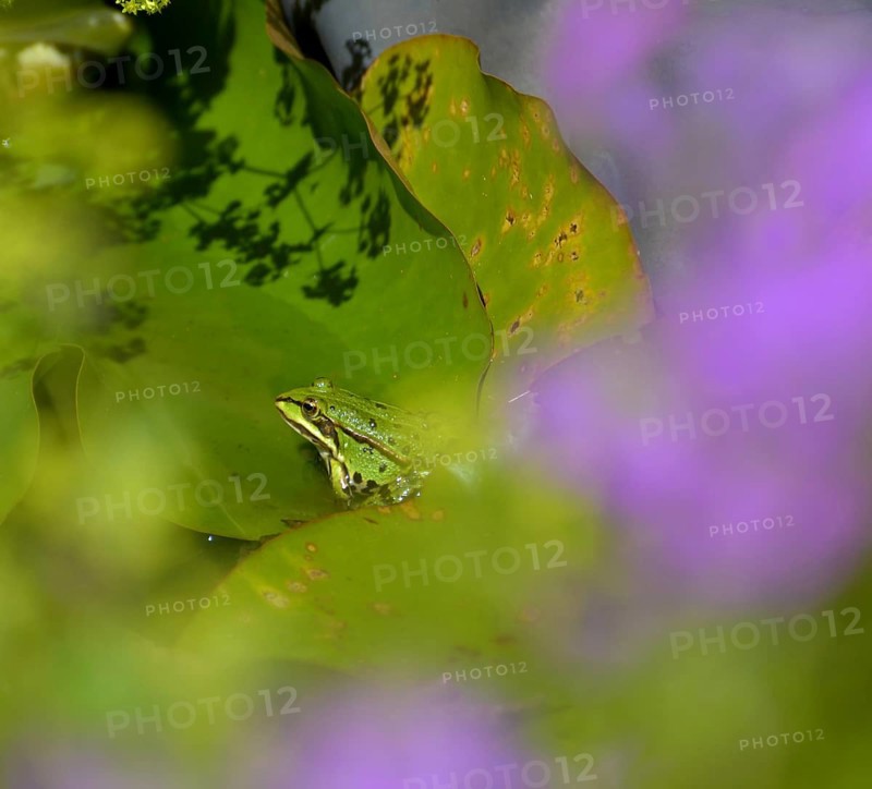 Water frog on lily pad in pond