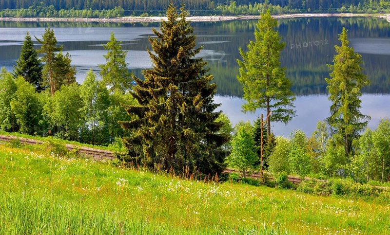Black Forest