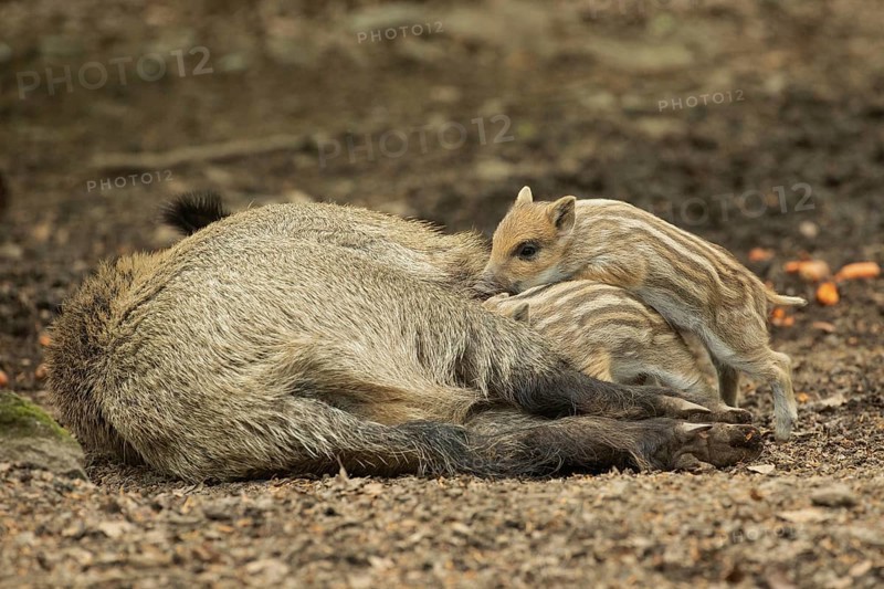 Wild boar Old animal lying and two young animals standing sucking looking left