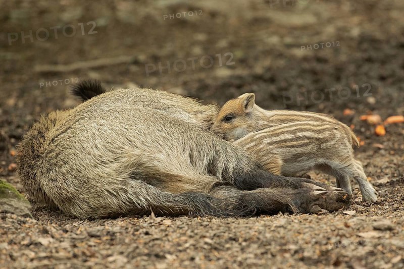 Wild boar Old animal lying and two young animals standing sucking looking left