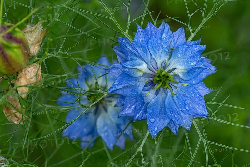 Love-in-a-mist