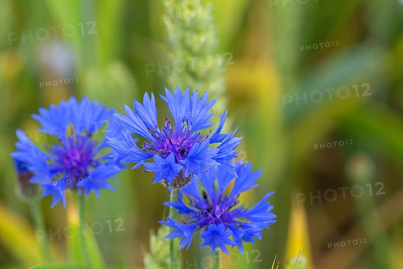 Cornflowers