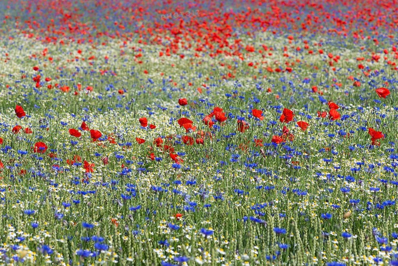 Field with poppy flowers