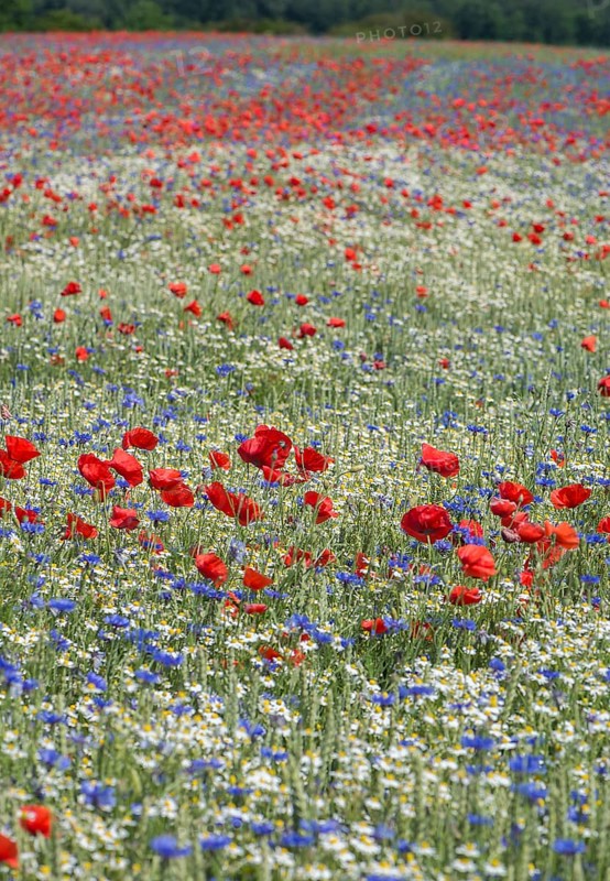 Field with poppy flowers