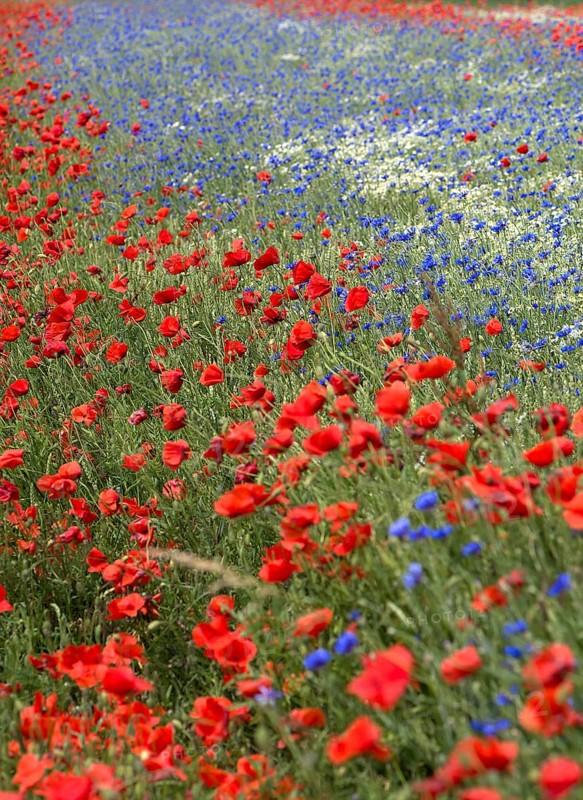 Field with poppy flowers