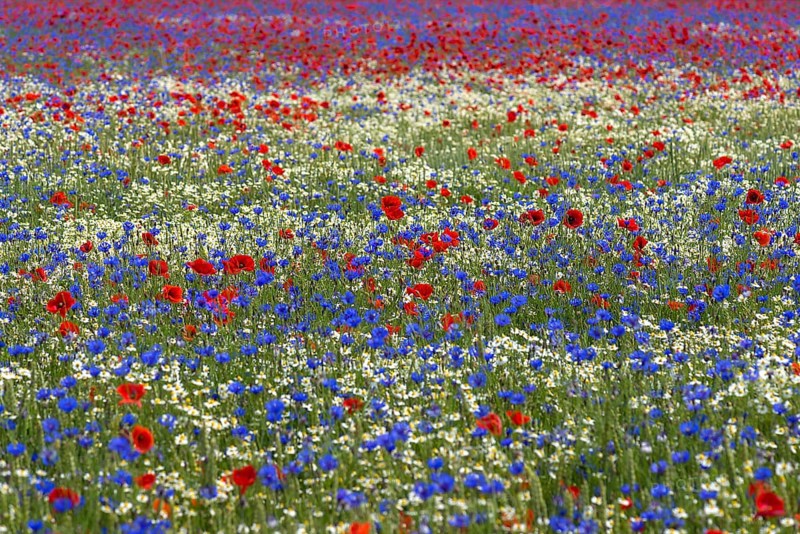 Field with poppy flowers